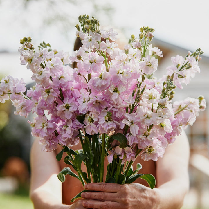 Stock StoX Silver Blush Flower | X 30 Seeds