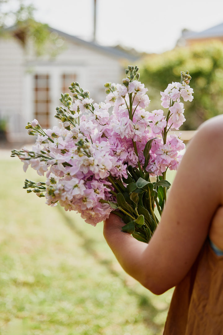 Stock StoX Silver Blush Flower | X 30 Seeds