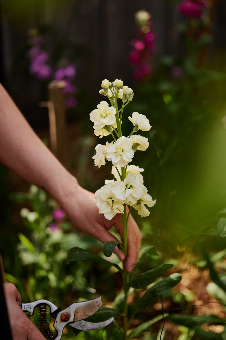 Stock Giant Column Buttercream Yellow Flower | X 50 Seeds