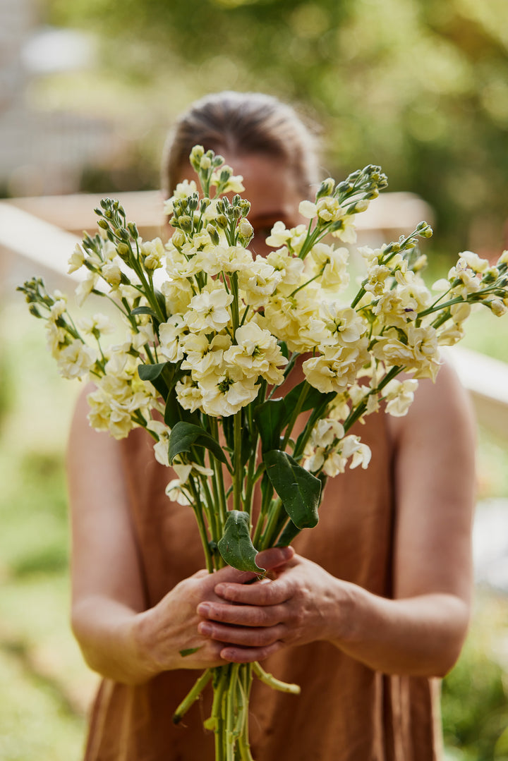 Stock Giant Column Buttercream Yellow Flower | X 50 Seeds