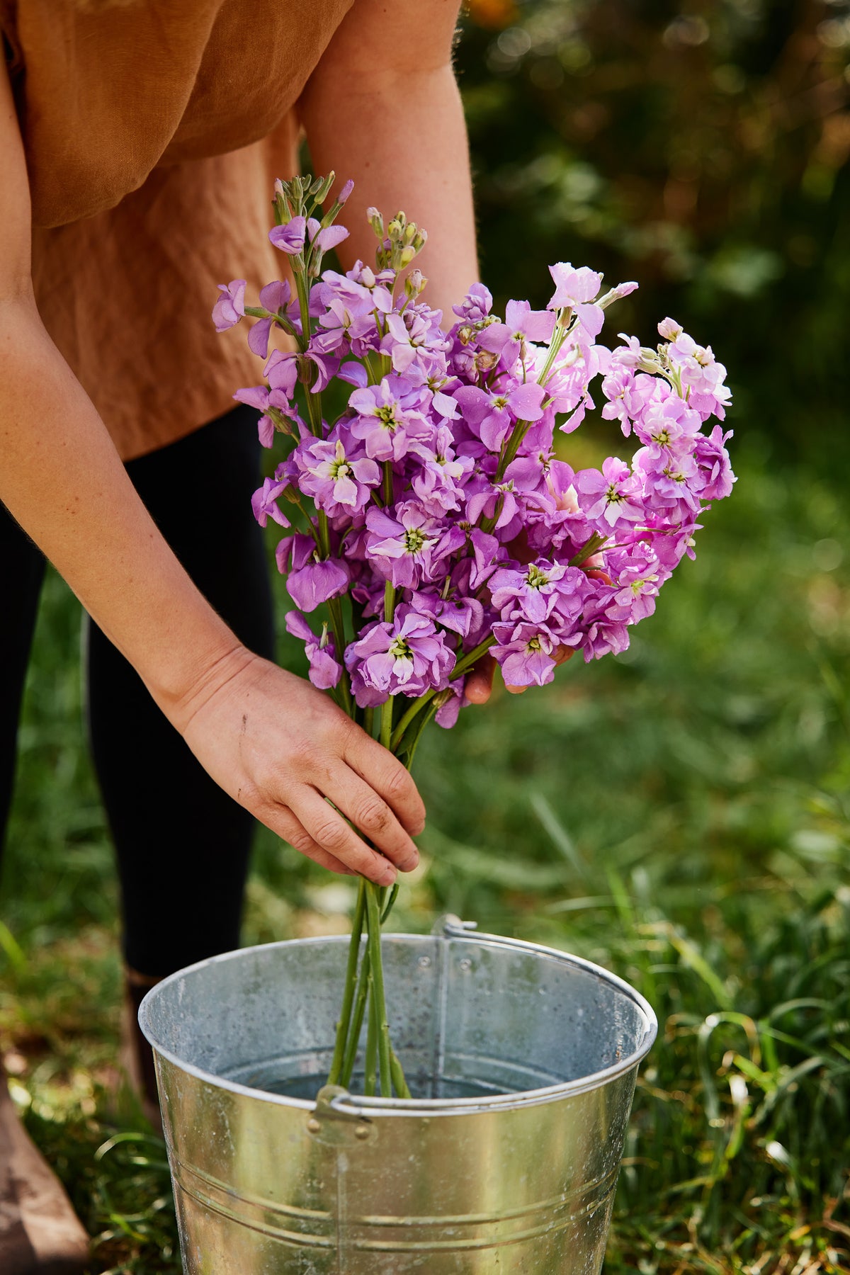 Stock Giant Column Rose Flower | X 50 Seeds – Veggie & Flower Garden Seeds