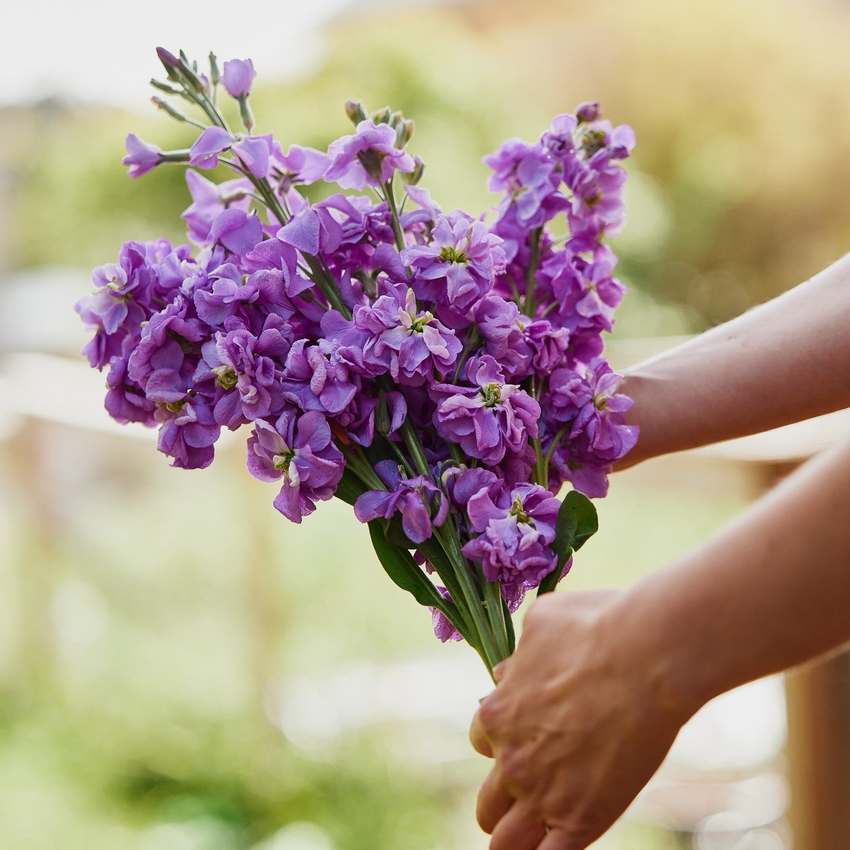 stock flower lavender Stock Giant Column Lilac Lavender Flower