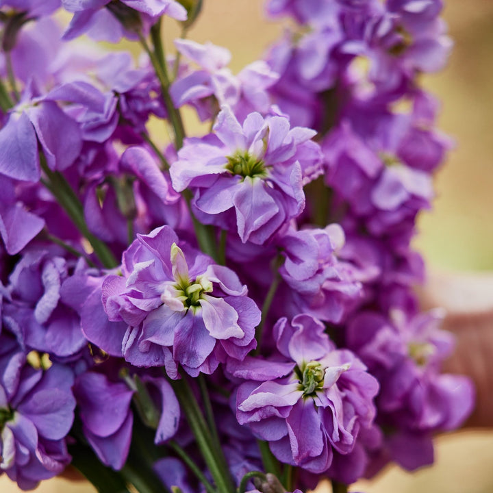 Stock Giant Column Lilac Lavender Flower | X 50 Seeds