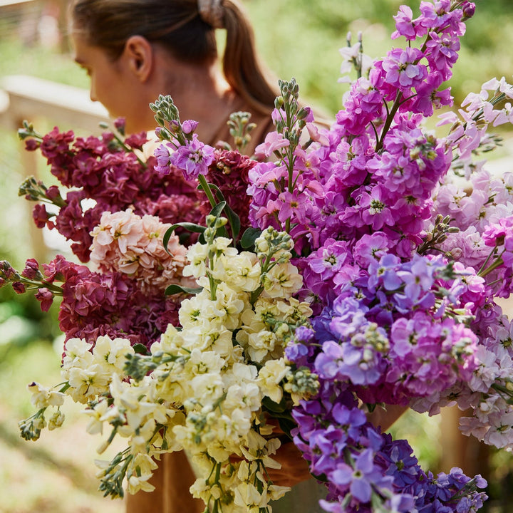 Stock Mix Flower | X 50 Seeds