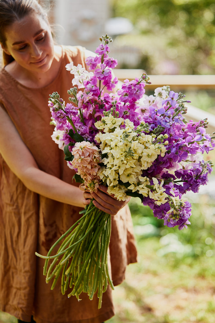 Stock Mix Flower | X 50 Seeds