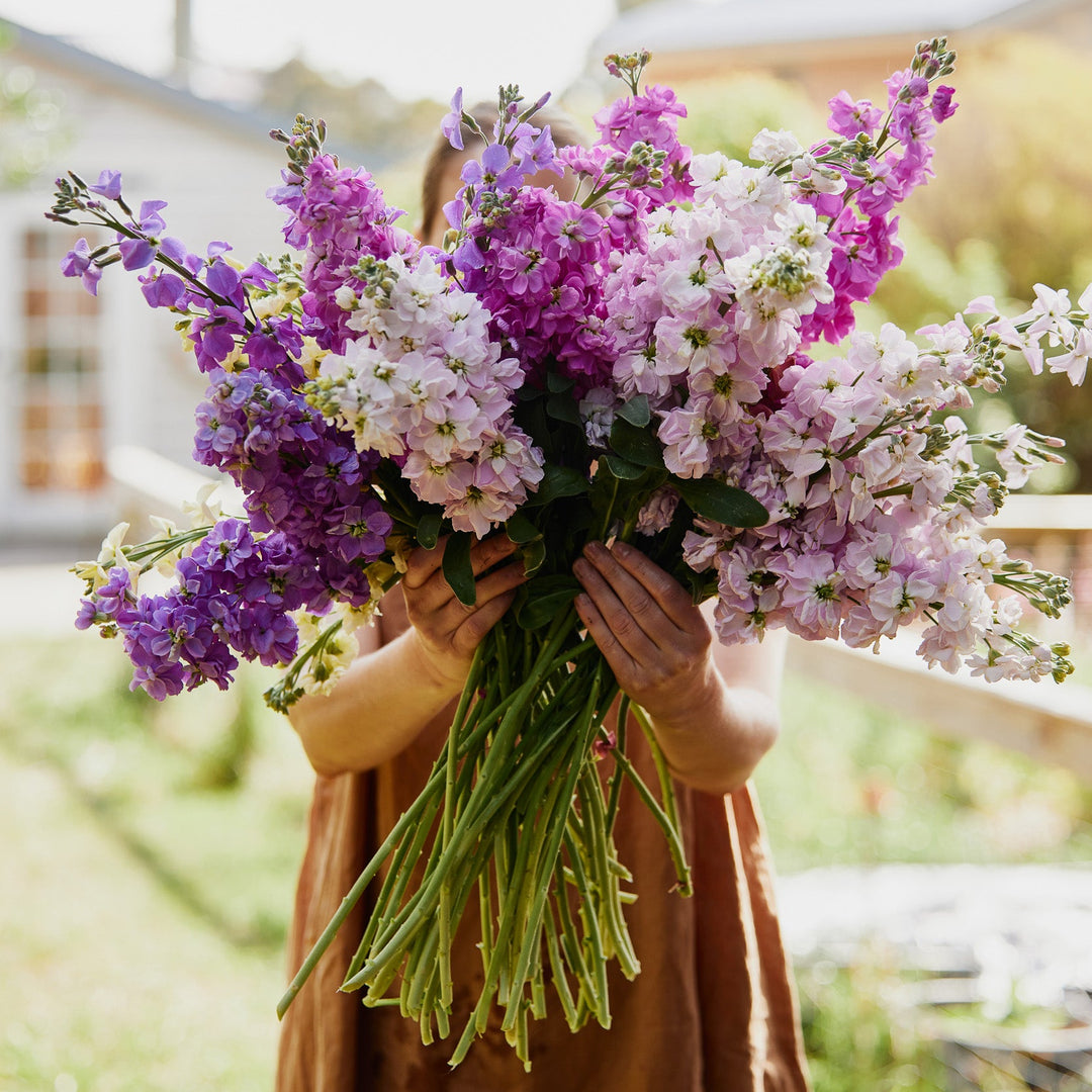 Stock Pastel Mix Flower | X 50 Seeds