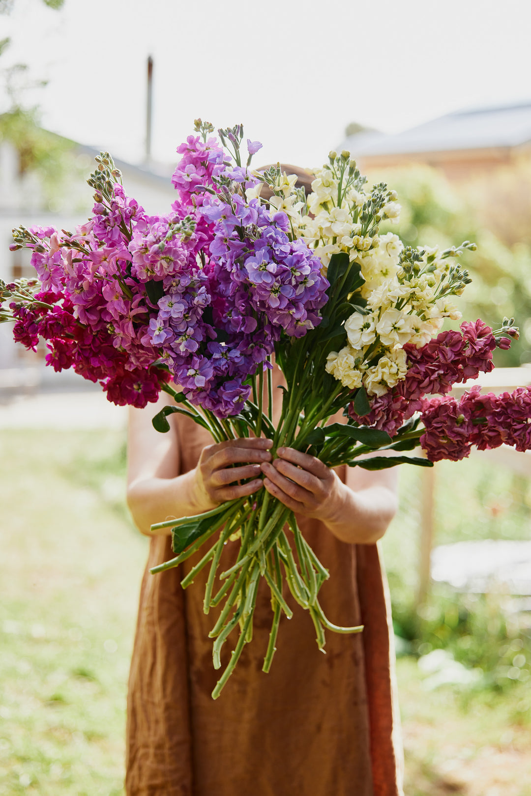 Stock Giant Column Mix Flower | X 50 Seeds