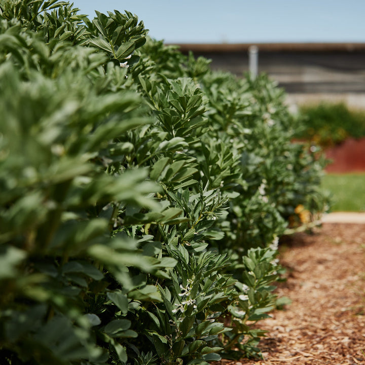 Broad Beans Aquadulce Vegetable | X 20 Seeds