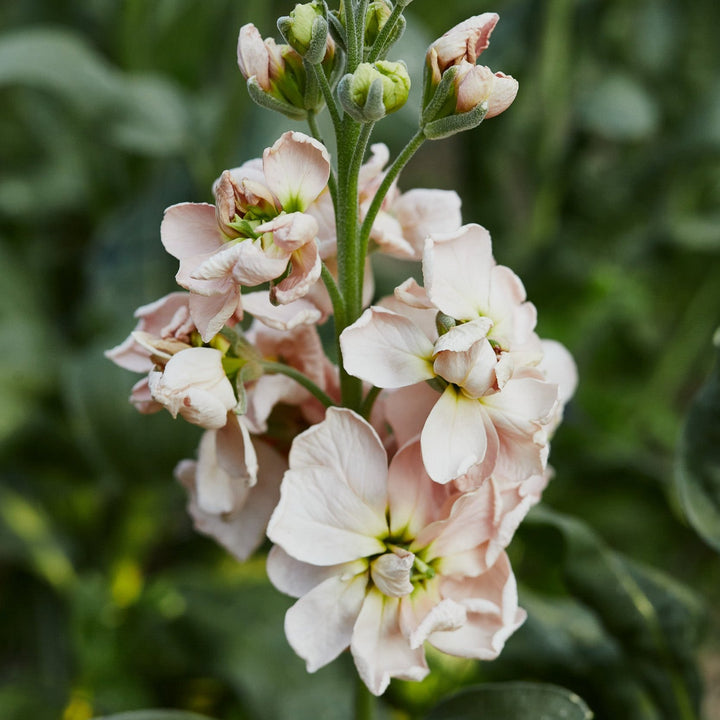 Stock Katz Apricot Flower | X 50 Seeds