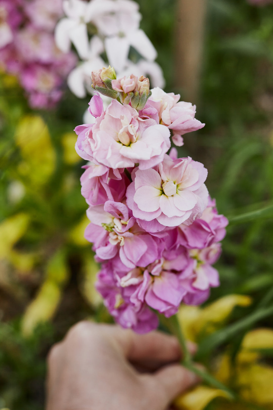 Stock StoX Antique Rose Flower | X 30 Seeds