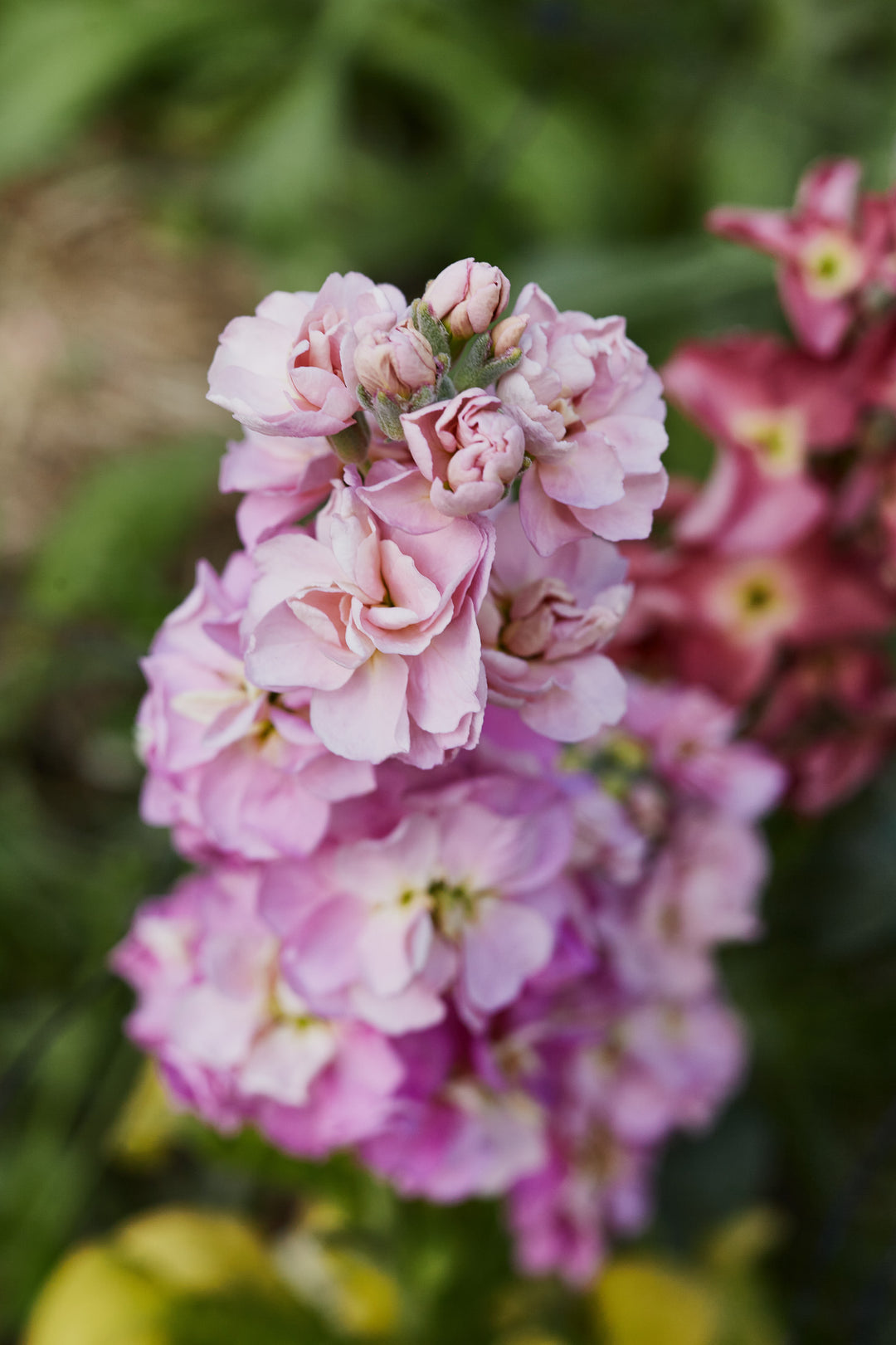 Stock StoX Antique Rose Flower | X 30 Seeds