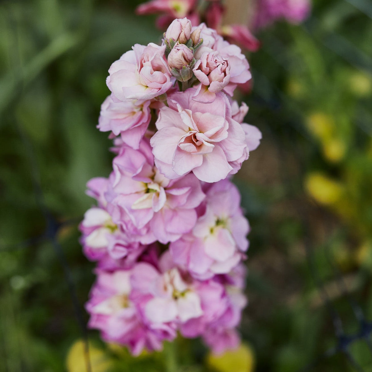 Stock StoX Antique Rose Flower | X 30 Seeds – Veggie & Flower Garden Seeds