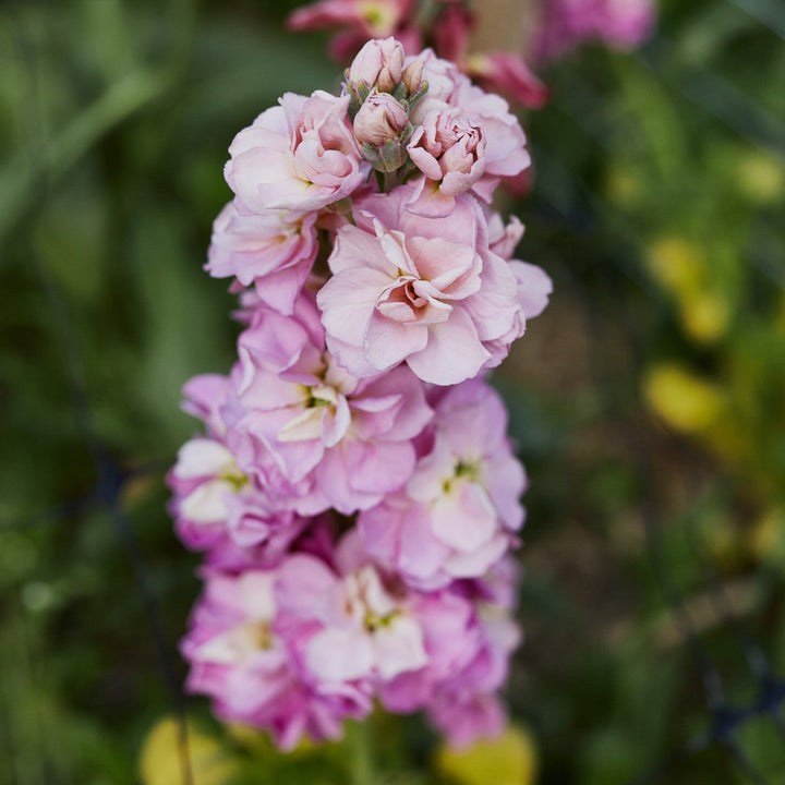 Stock StoX Antique Rose Flower | X 30 Seeds