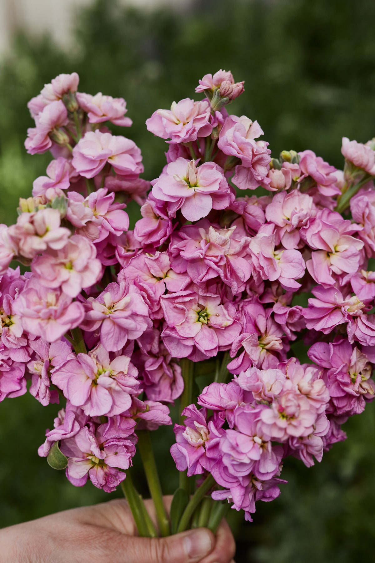 Stock StoX Antique Rose Flower | X 30 Seeds – Veggie & Flower Garden Seeds