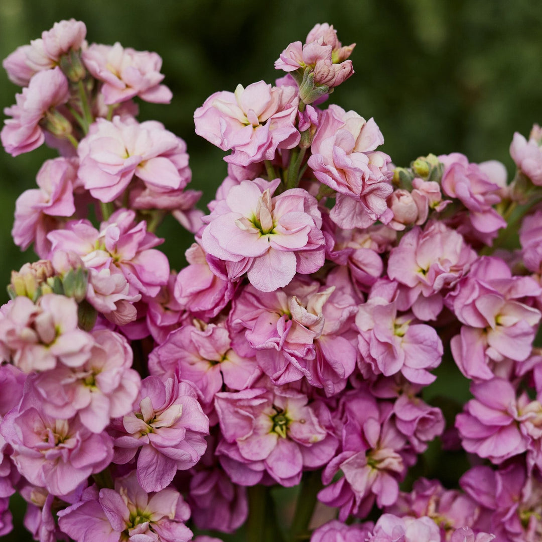 Stock StoX Antique Rose Flower | X 30 Seeds