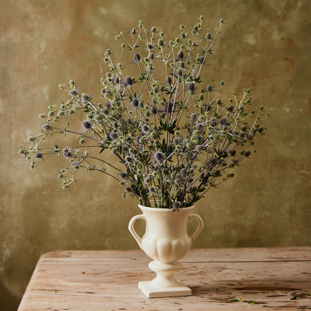 Sea Holly Deep Blue Flower | X 100 Seeds