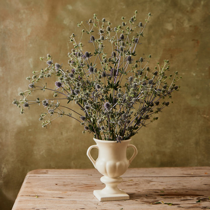 Sea Holly Deep Blue Flower | X 100 Seeds