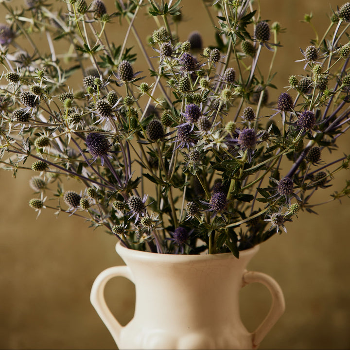 Sea Holly Deep Blue Flower | X 100 Seeds