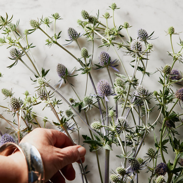 Sea Holly Deep Blue Flower | X 100 Seeds