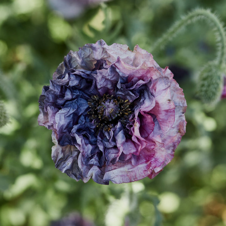 Poppy Amazing Grey Flower | X 400 - 500 Seeds