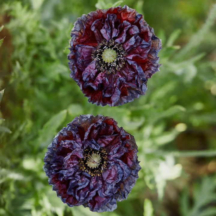 Poppy Amazing Grey Flower | X 400 - 500 Seeds