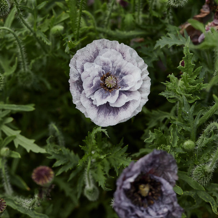 Poppy Amazing Grey Flower | X 400 - 500 Seeds