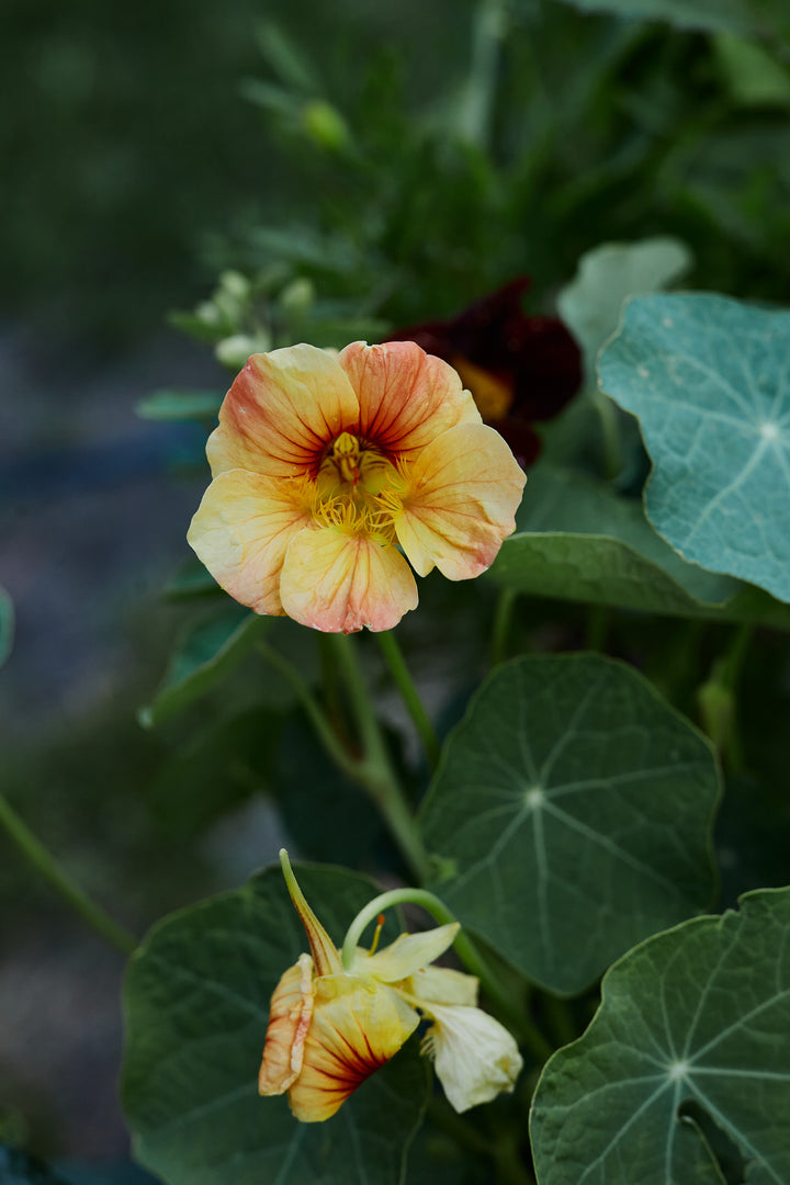 Nasturtium Bloody Mary Flower | X 15 Seeds
