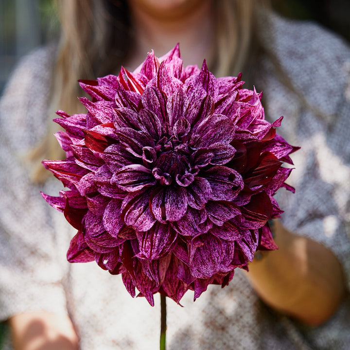 Dahlia Samoan Prince Giant Decorative Dinner Plate Size Tuber