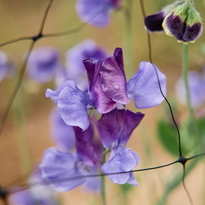 Sweet Pea North Shore Flower | X 10 Seeds