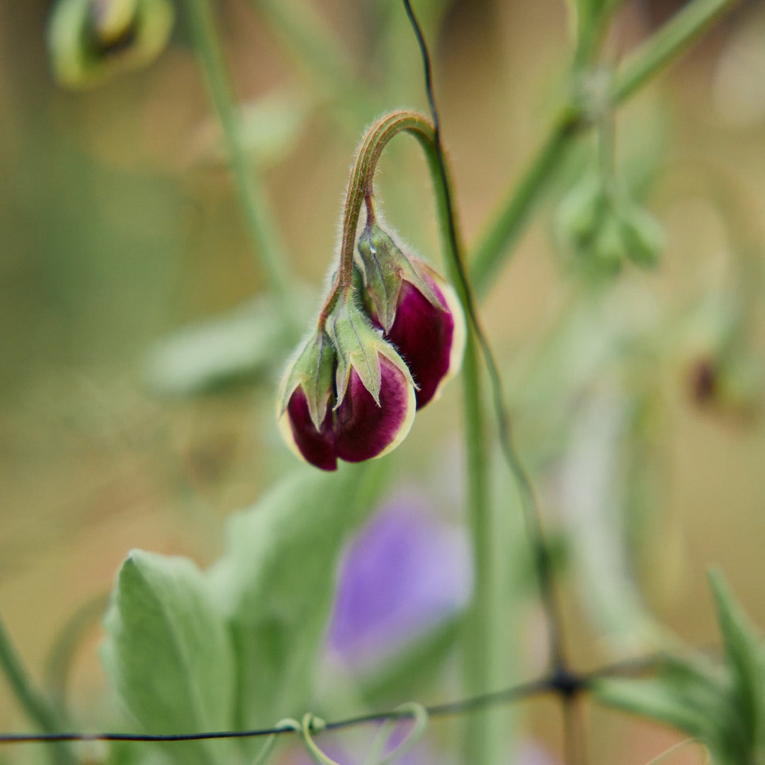 Sweet Pea North Shore Flower | X 10 Seeds