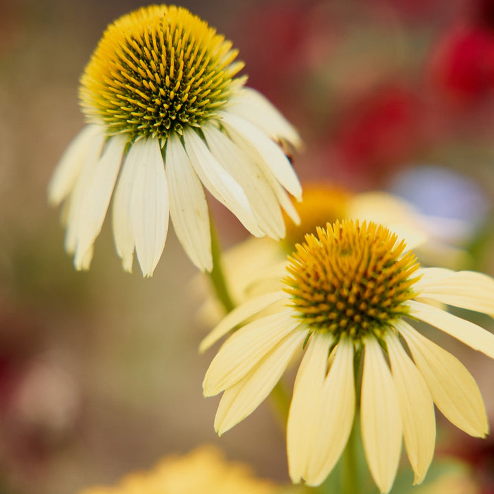 Echinacea Purpurea Artisan Yellow Ombre Flower | X 10 Seeds