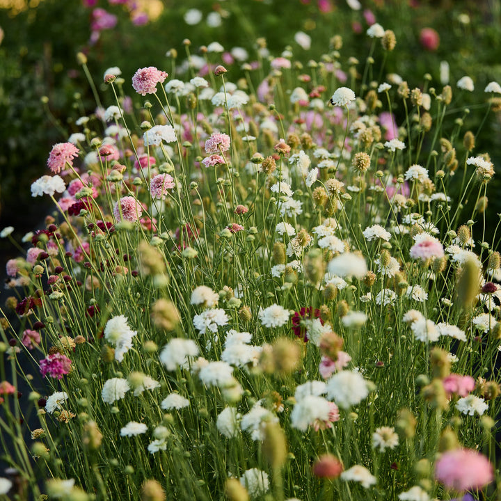 Scabiosa Pincushion Tall Double Mix Flower | X 50 Seeds