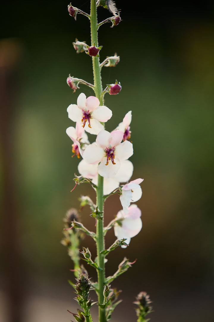 Verbascum hybrida Southern Charm Flower | X 15 Seeds (NOT TO WA)