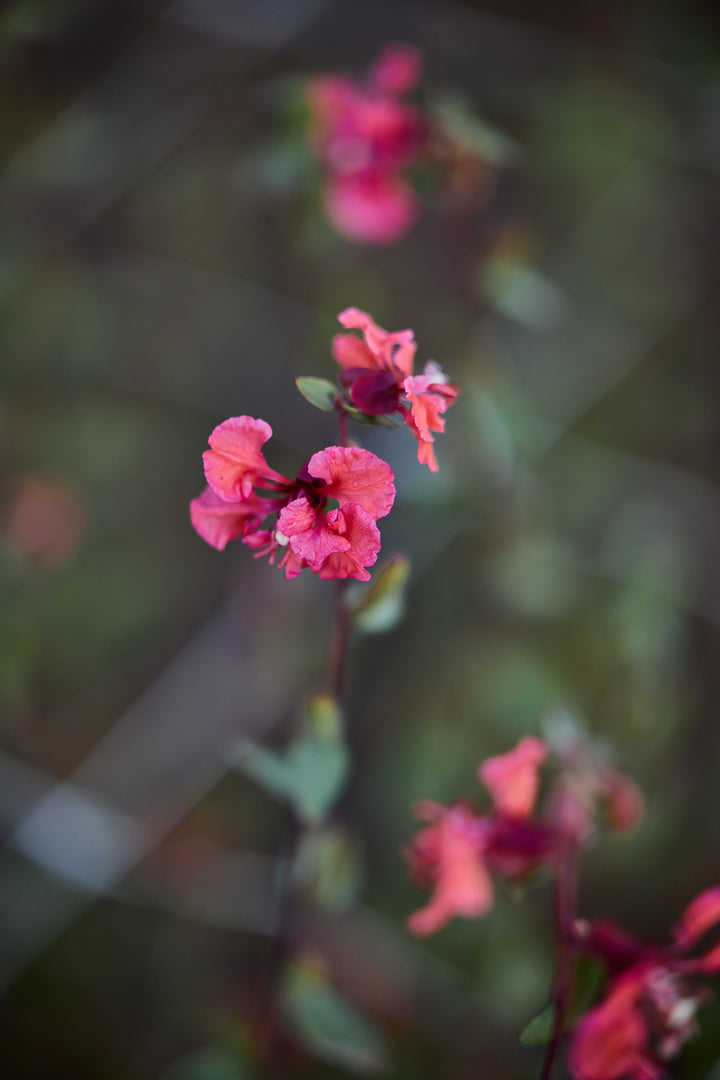 Clarkia Elegant Salmon Flower | X 50 Seeds (limited amounts)