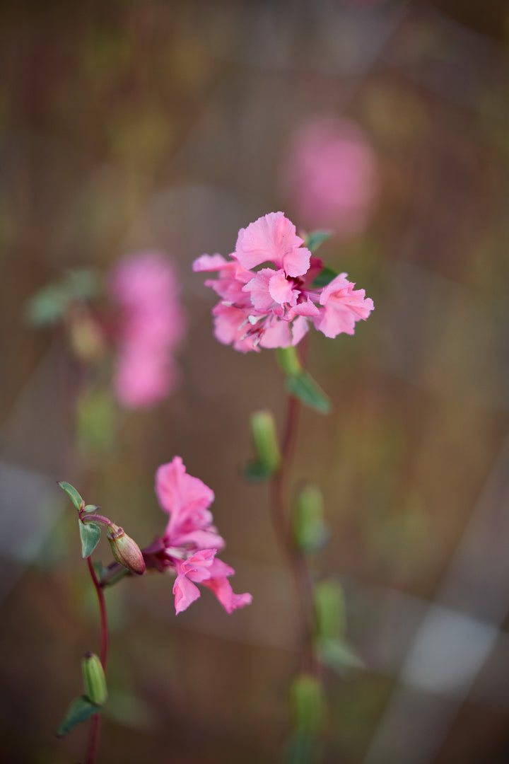 Clarkia Elegant Salmon Flower | X 50 Seeds (limited amounts)