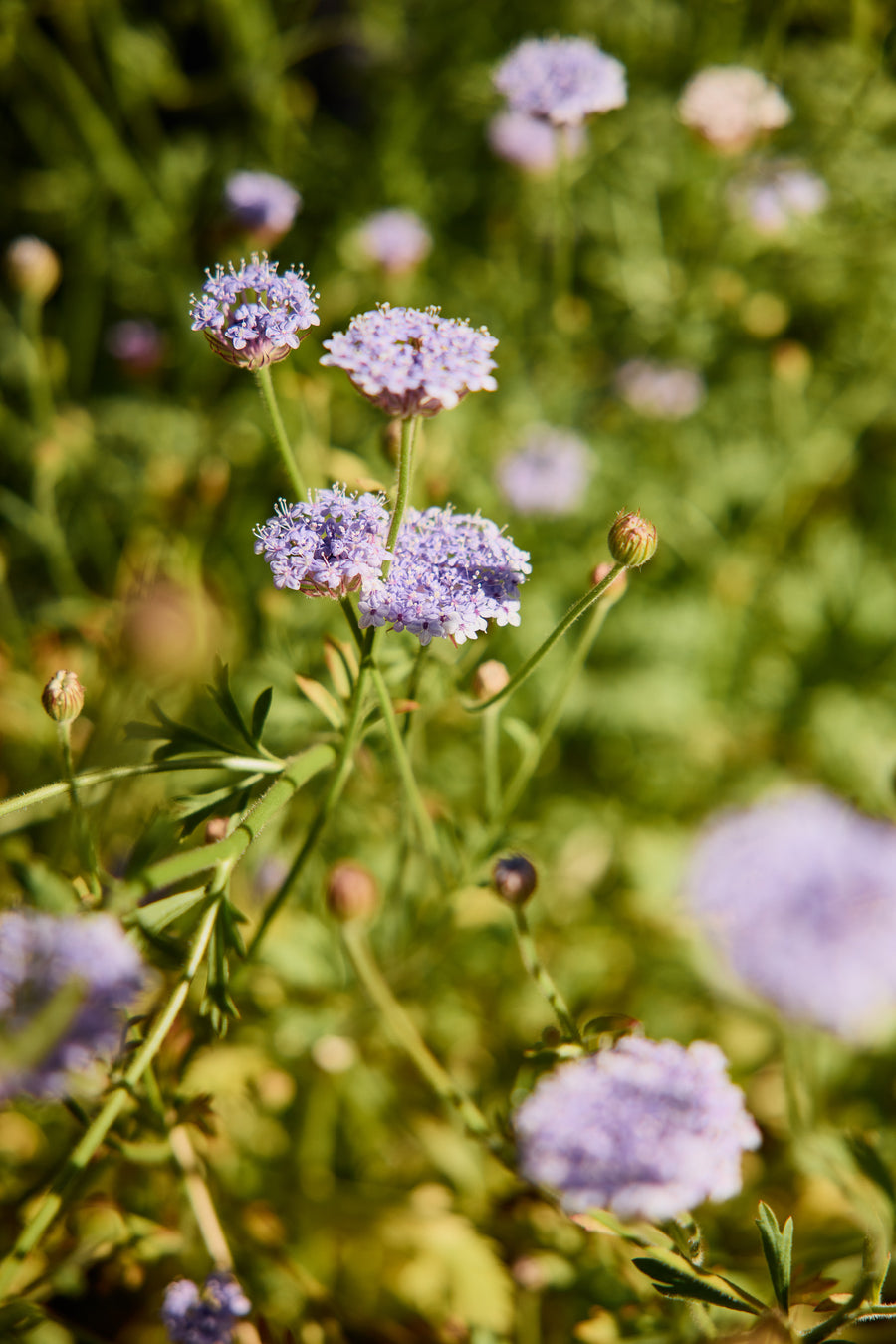 Rottnest Island Daisy Flower Australian Native | X 50 Seeds – Veggie ...
