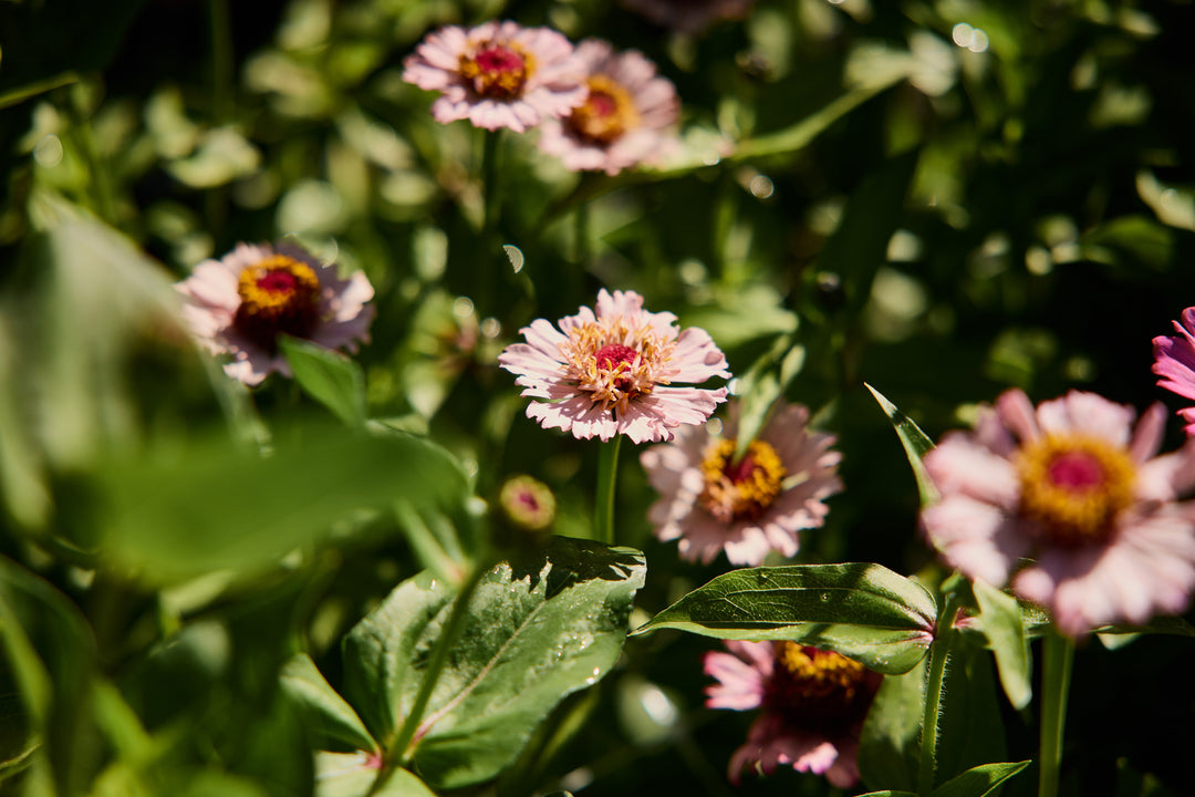 Zinnia Elegans Zinderella Lilac Flower | X 30 Seeds