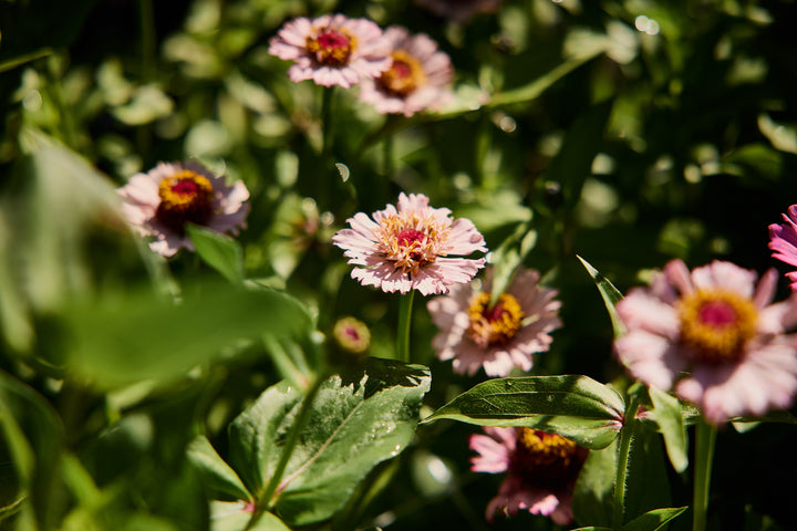 Zinnia Elegans Zinderella Lilac Flower | X 30 Seeds