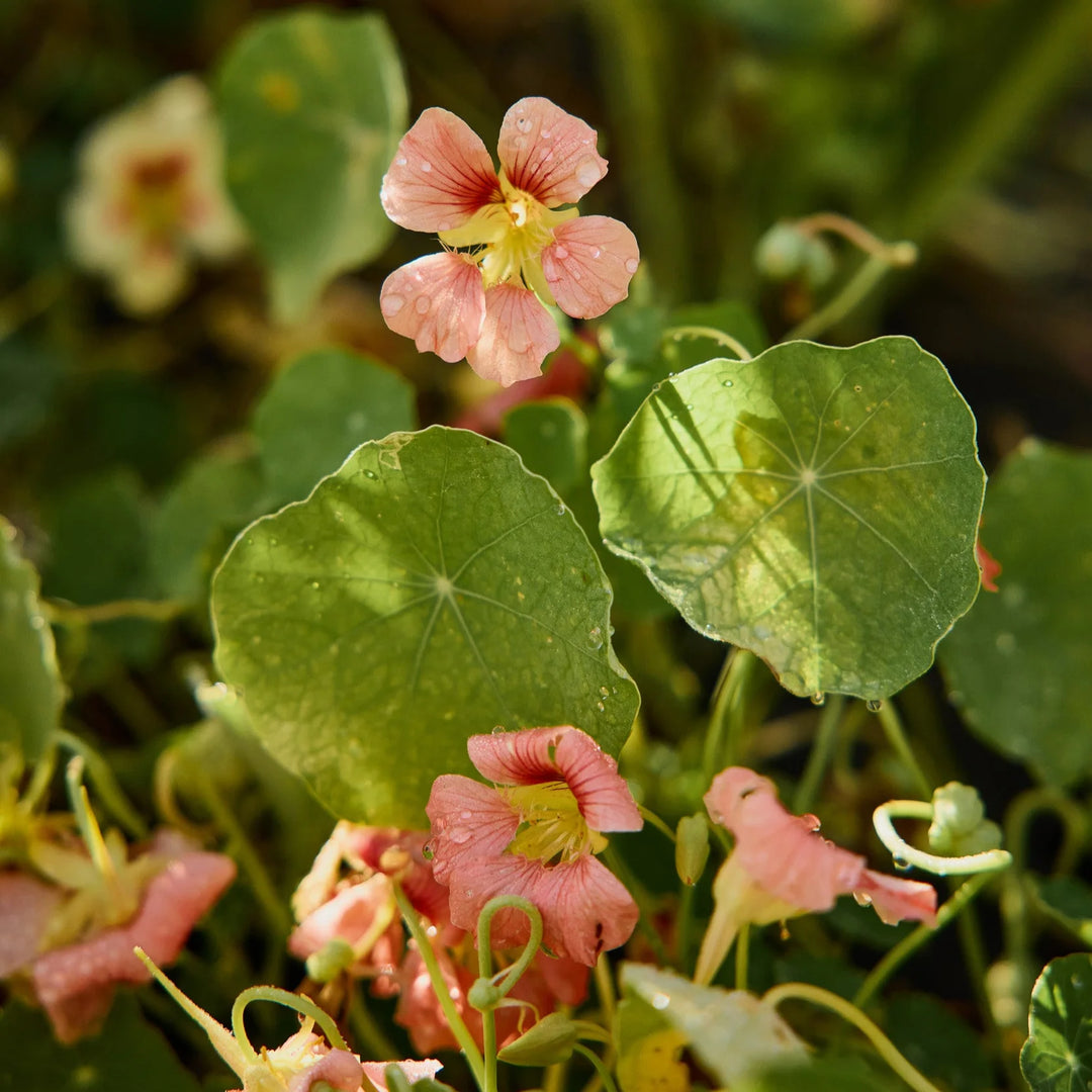 Breast Cancer Pink Seed Pack x 10 Varieties