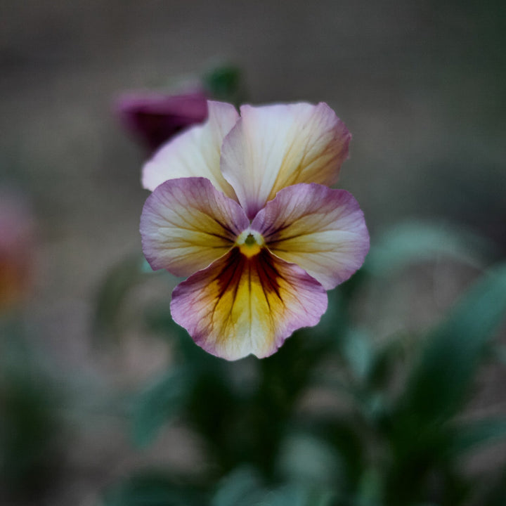 Viola Nature Antique Shades Flower | X 20 Seeds