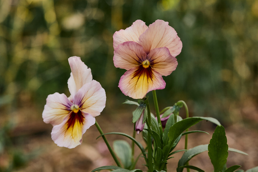 Viola Nature Antique Shades Flower | X 20 Seeds