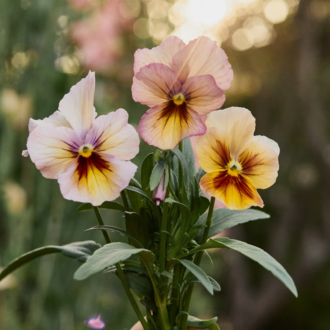 Viola Nature Antique Shades Flower | X 20 Seeds