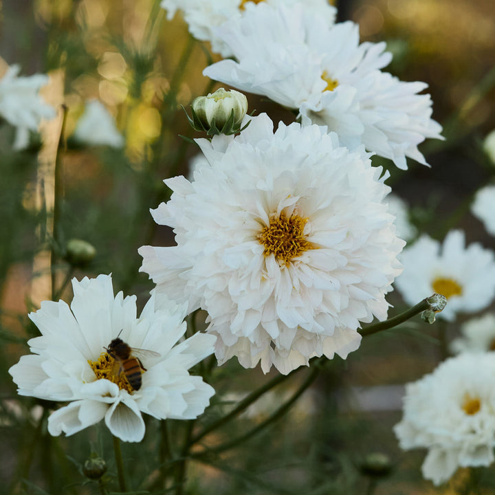Cosmos Double Click Snow Puff Flower | X 30 Seeds
