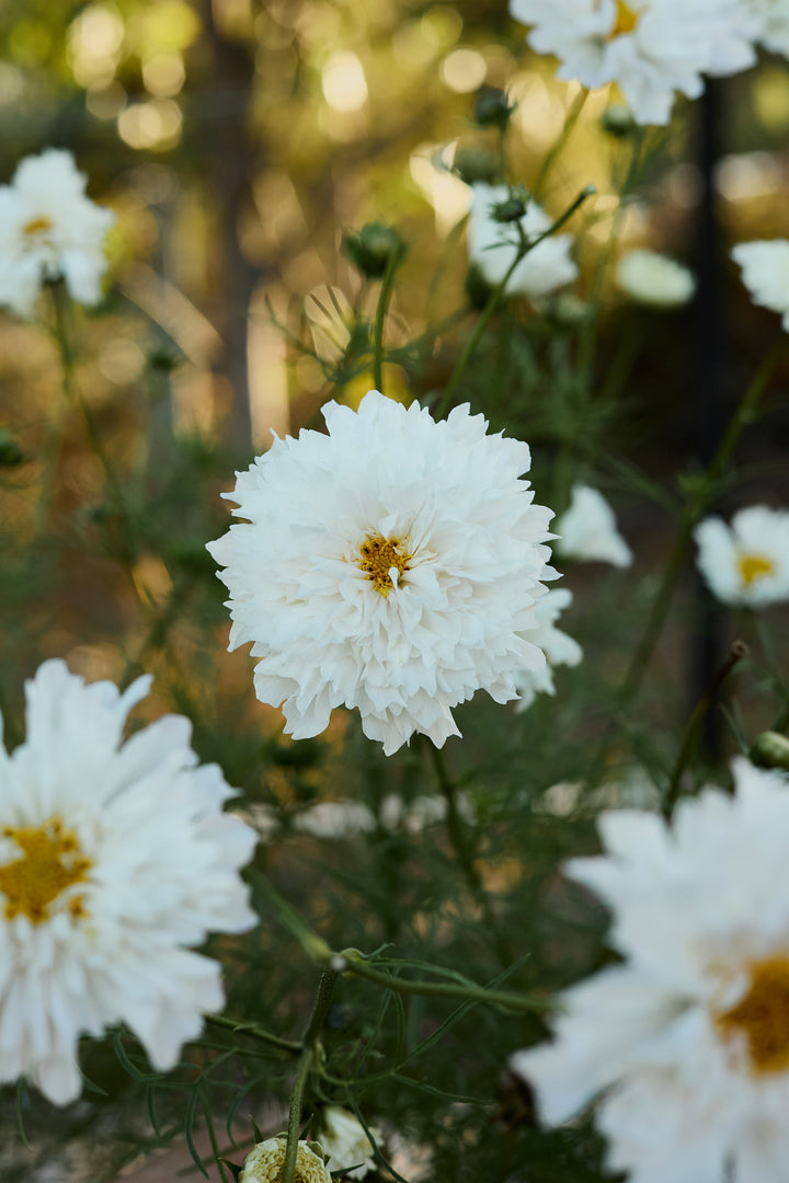 Cosmos Double Click Snow Puff Flower | X 30 Seeds