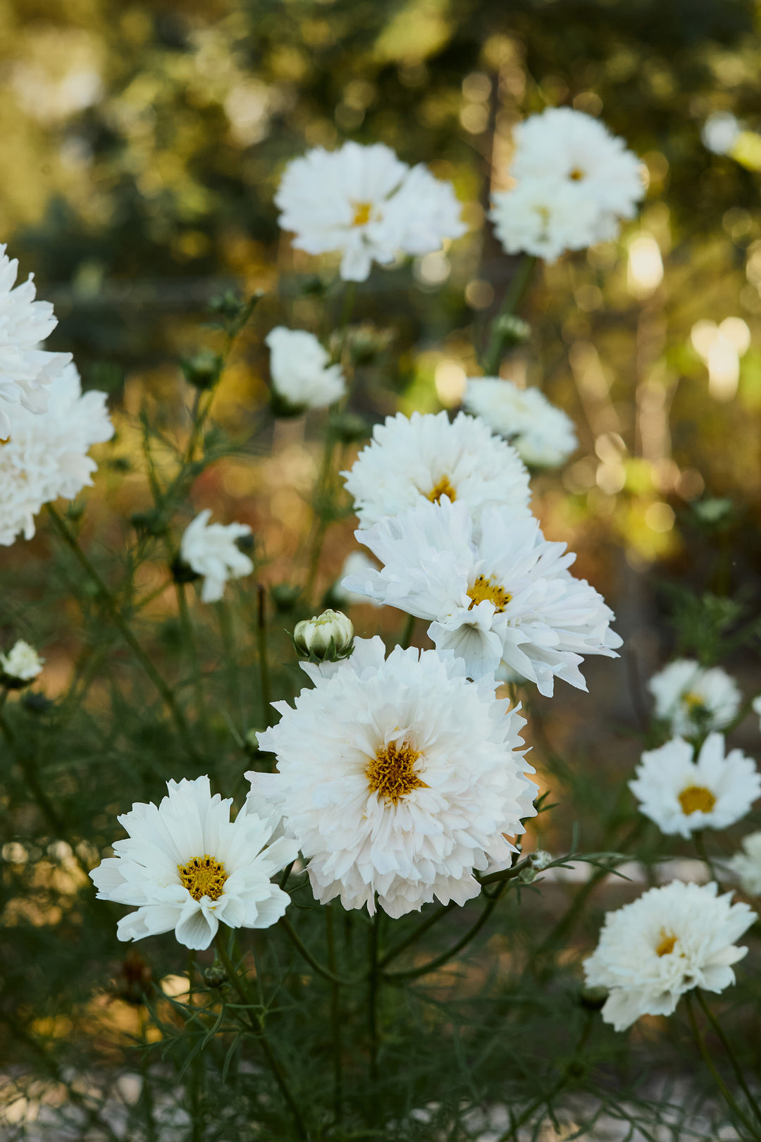 Cosmos Double Click Snow Puff Flower | X 30 Seeds