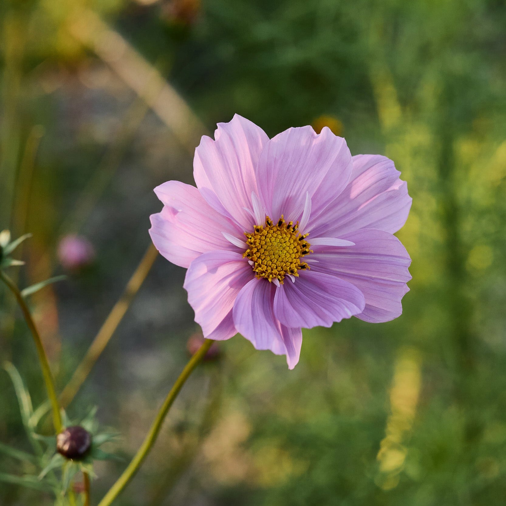 Petunia Seeds – Shock Wave Pink Vein – 25 Pelleted Seeds – Garden Starts – Full Sun
