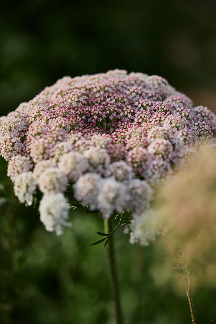 Queen Anne's Lace Chocolate Flower | X 150 Seeds