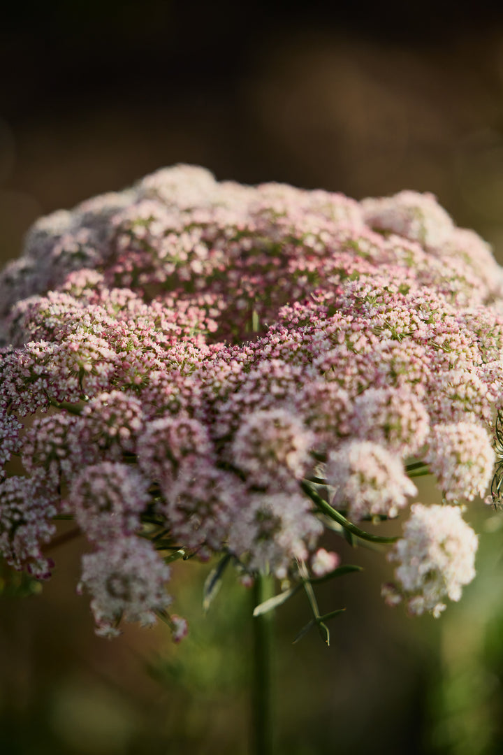 Queen Anne's Lace Chocolate Flower | X 150 Seeds