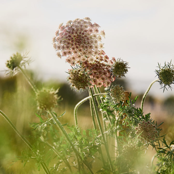 chocolate lace flower seeds Queen Anne's Lace Chocolate Flower