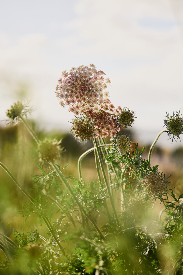 Queen Anne's Lace Chocolate Flower | X 150 Seeds